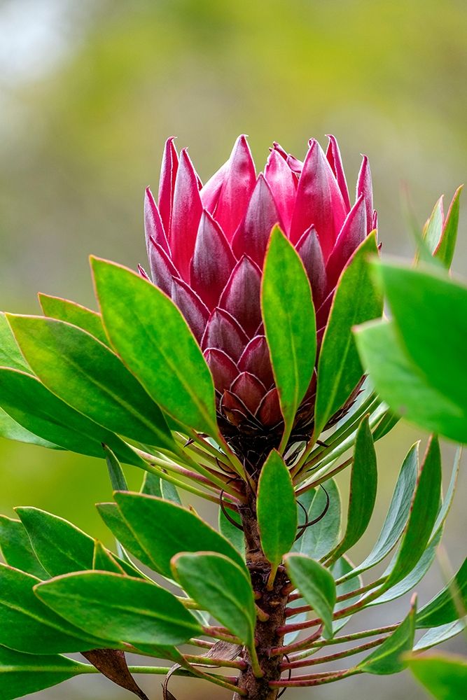 King Protea flower